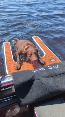 พกพา ปรับปรับ Dog Ramp Inflatable Dog Dock Ramp ระดับบันไดสัตว์เลี้ยง Dog Ramp สําหรับสระว่ายน้ํา, ทะเล, เรือและท่าเรือ