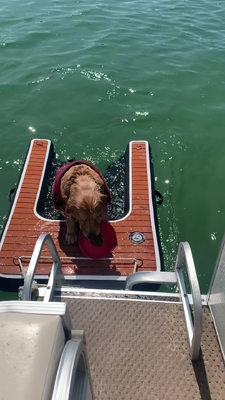 พกพา ปรับปรับ Dog Ramp Inflatable Dog Dock Ramp ระดับบันไดสัตว์เลี้ยง Dog Ramp สําหรับสระว่ายน้ํา, ทะเล, เรือและท่าเรือ